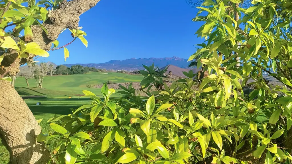 golf-del-sur-18.webp
