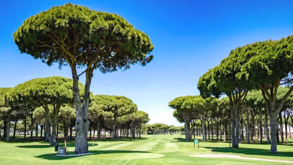 Real-novo-sancti-golf-18.webp