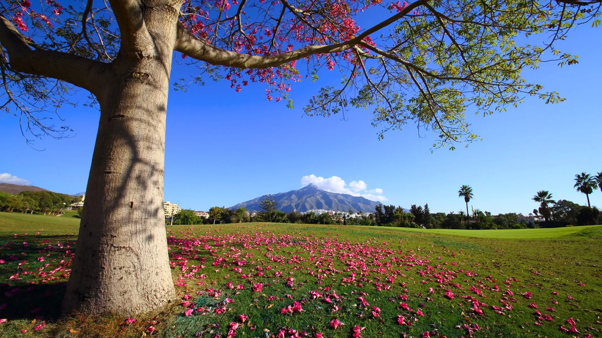 Real Club De Golf Las Brisas